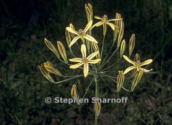 triteleia ixioides ssp anilina 2 graphic